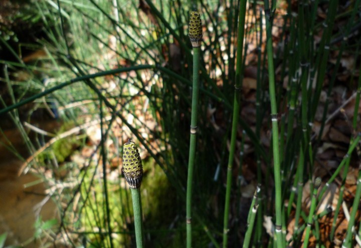 copie de L1160581.JPG