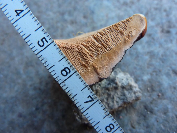 Fomitopsis¿.jpg