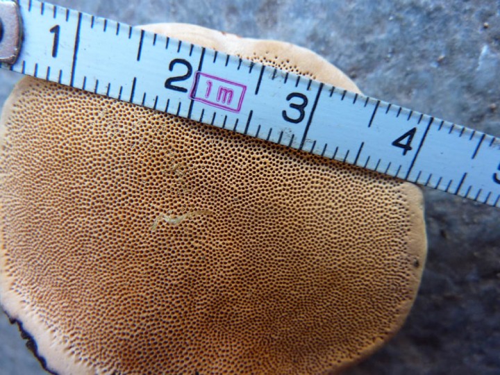 Fomitopsis-¿.jpg