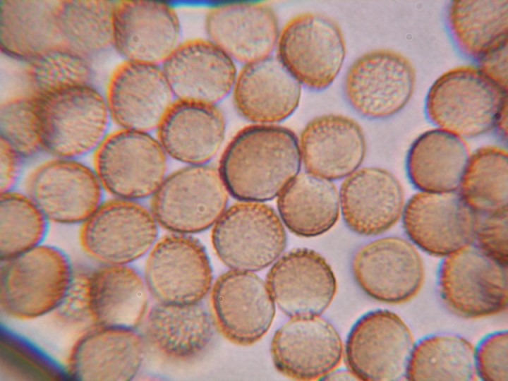 R-lycoperdon.jpg