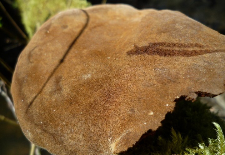 copie de L1160777.JPG