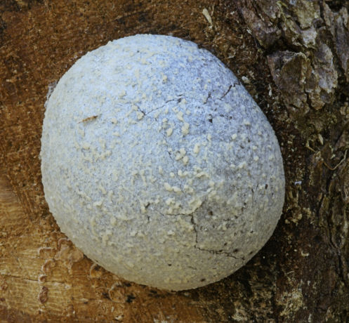 Boule enrobée dans une croûte fort mince