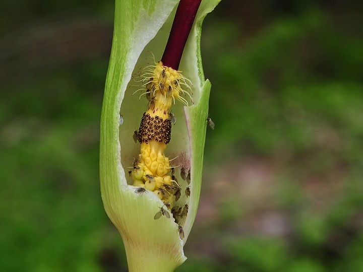 Arum_maculatum_mouches_Psychoda_phalaenoides.jpg