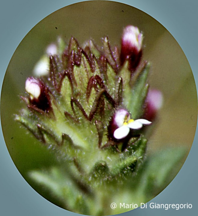 CDI Forca Caruso 01 - Copie.JPG