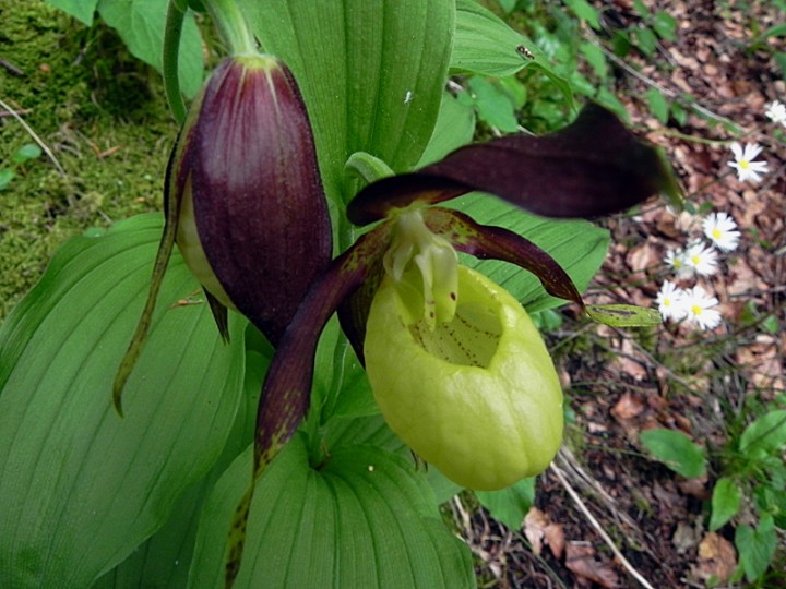 DSCN2270ch.JPG