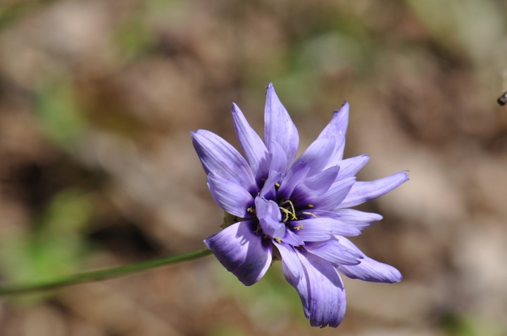DSC_0322.JPG