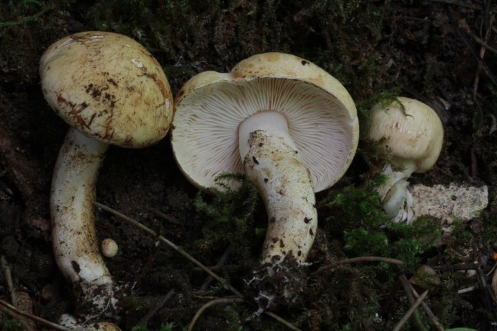 lwt C fracidus 1.JPG