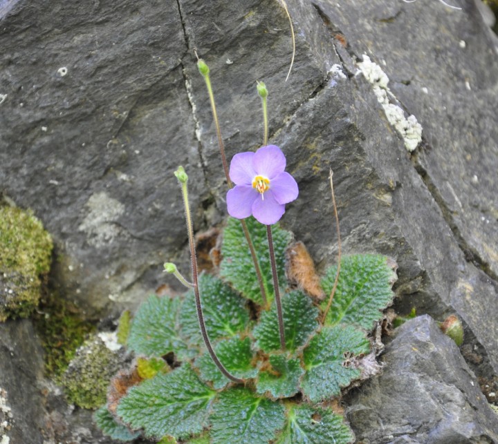 DSC_0202.JPG