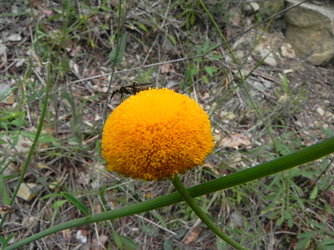 DSCN7791b.JPG