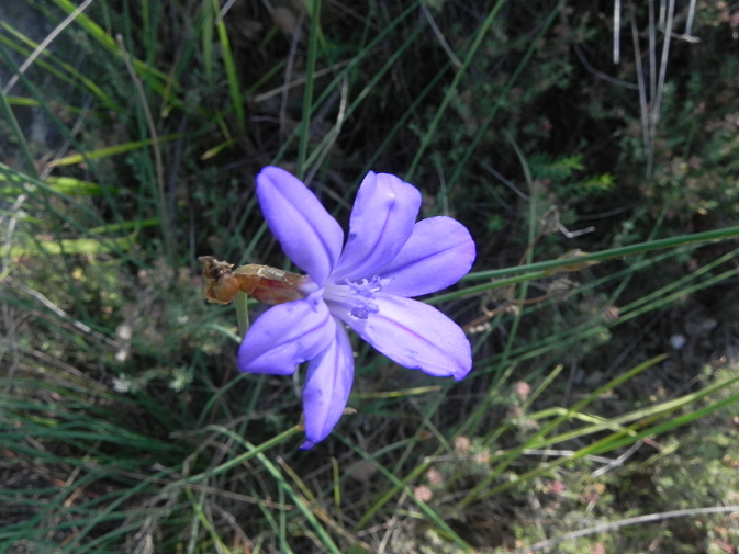 DSCN7733b.JPG
