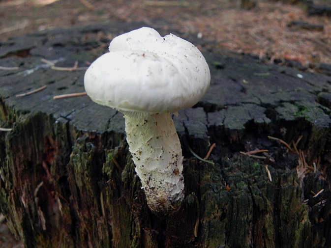 DSCN8353b.JPG