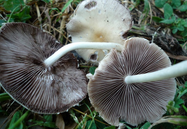 copie de L1170224.JPG