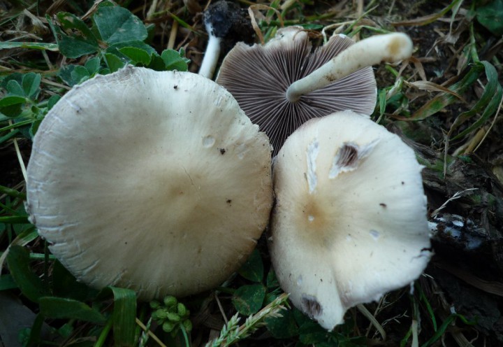 copie de L1170220.JPG