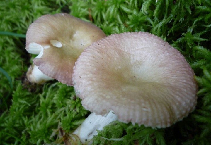 copie de L1170249.JPG