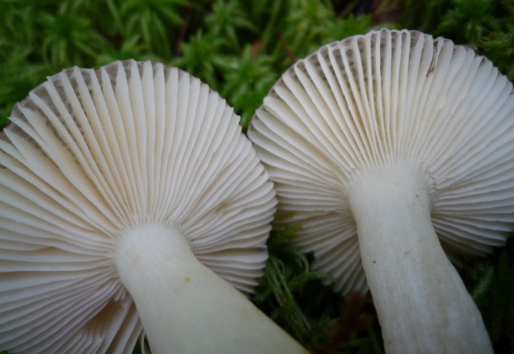 copie de L1170246.JPG