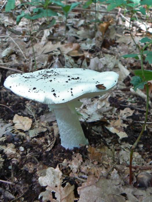 P1080623.jpg