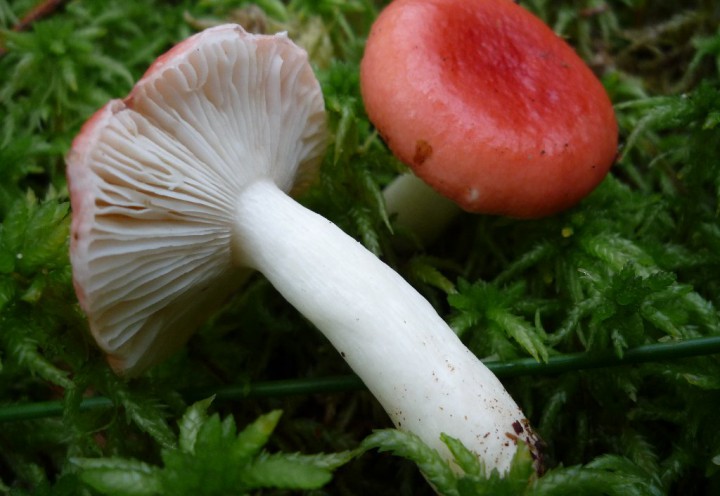 copie de L1170316.JPG