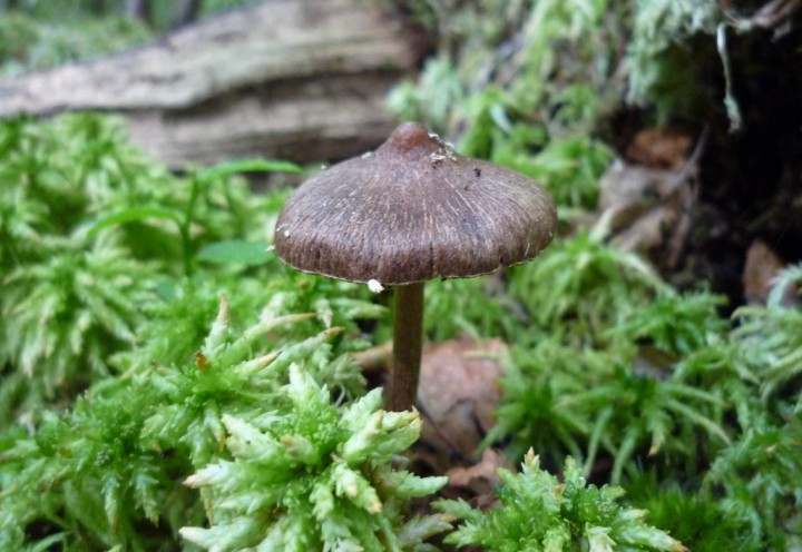 copie de L1170332.JPG