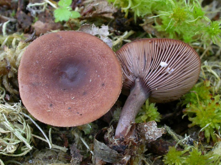 L-camphoratus.jpg