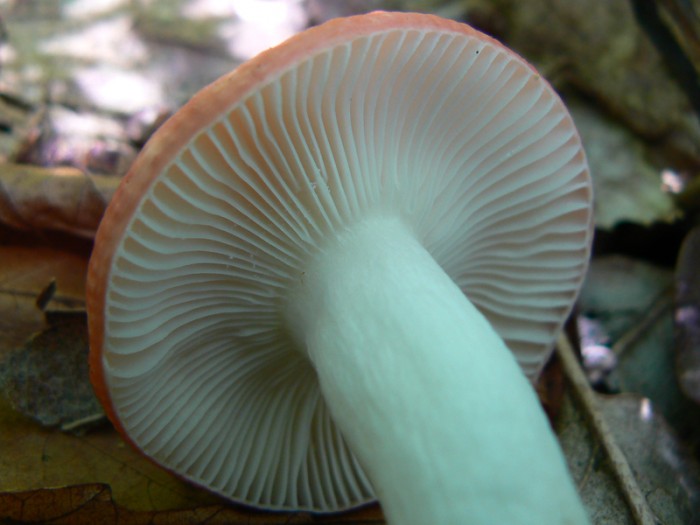 P1080565.jpg