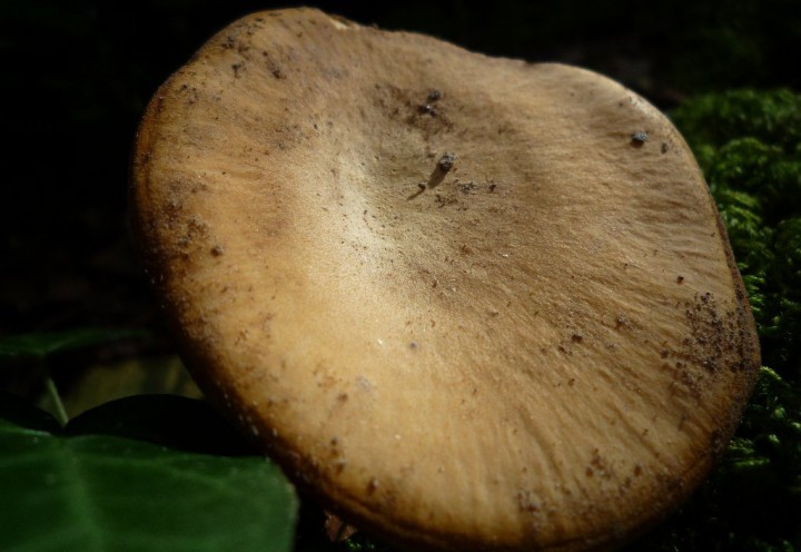 copie de L1170364.JPG