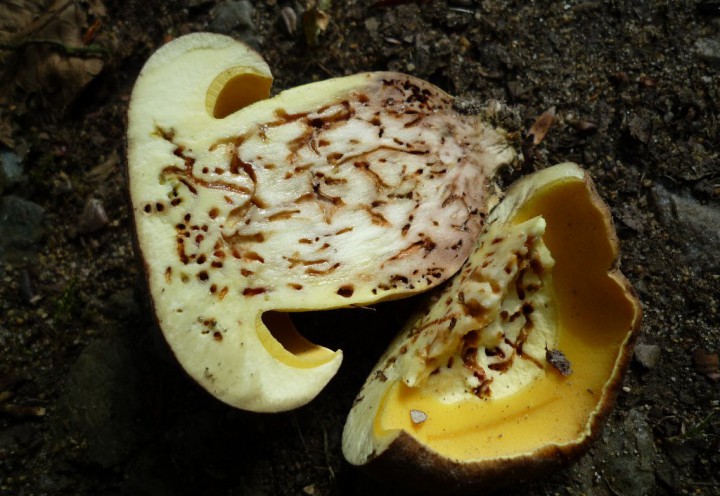 copie de L1170353.JPG