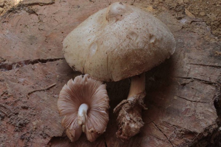 Volvariella bombycina (bc)6.JPG