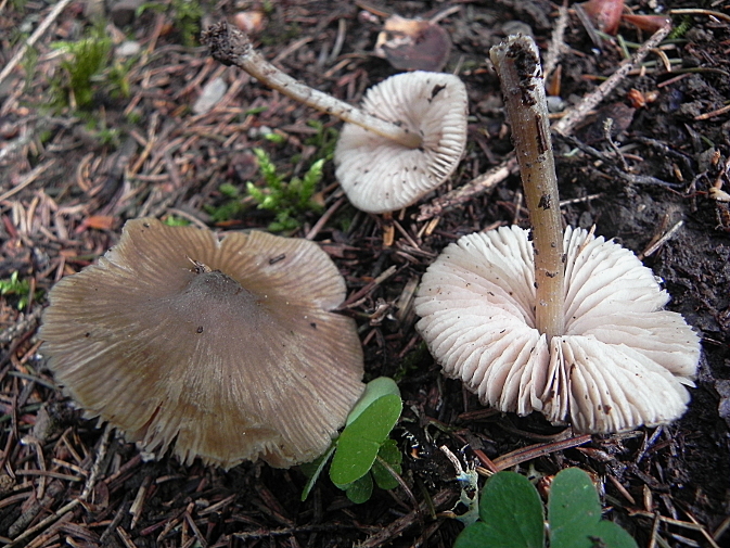 DSCN8194b.JPG