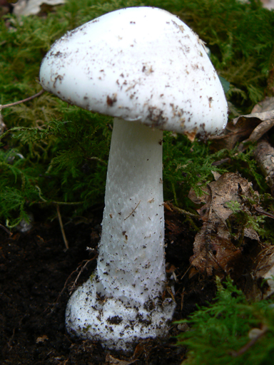 P1080575.jpg
