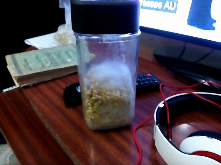 Mycelium?