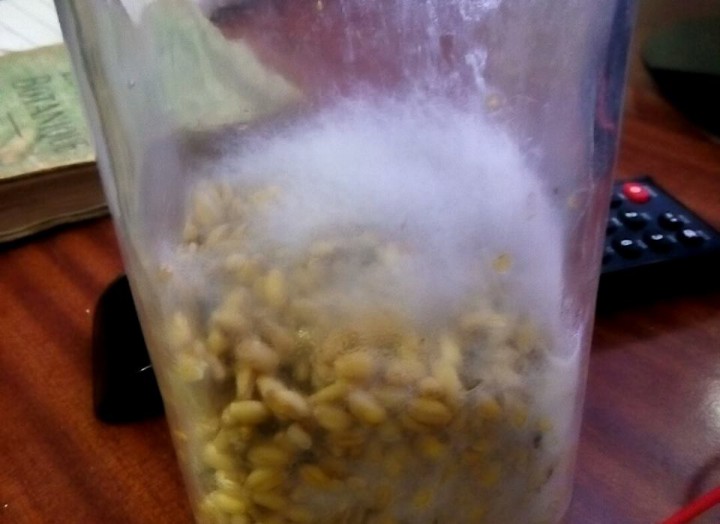 Mycelium?