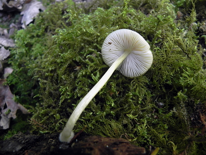 DSCN8607b.JPG