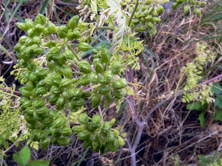 DSCN8633b.JPG