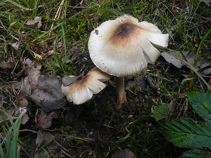 DSCN8695b.JPG