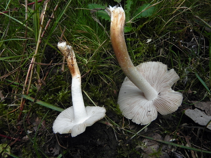 DSCN8696b.JPG