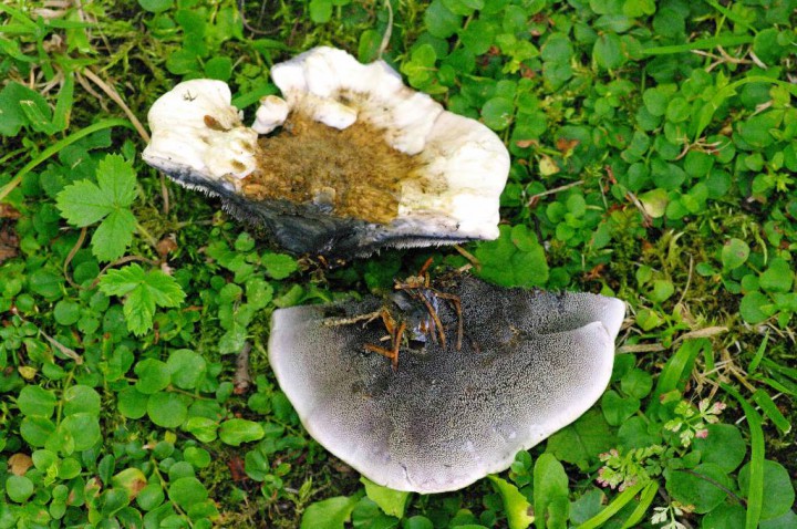 Hydnellum suaveolens.jpg