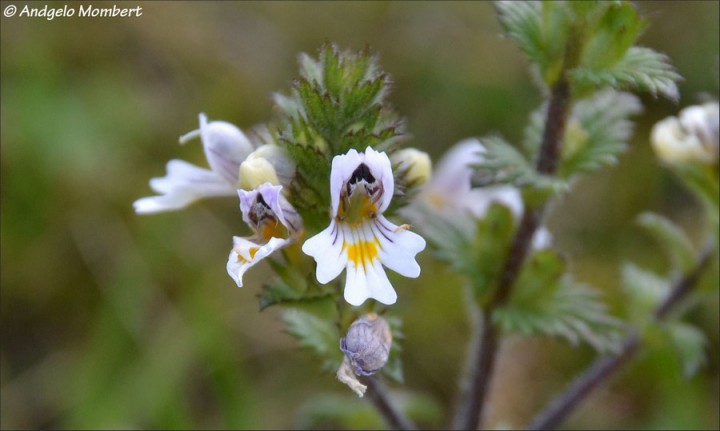 Euphrasia Euphrasia officinalis subsp. rostkoviana 2 (06-08-2015).jpg