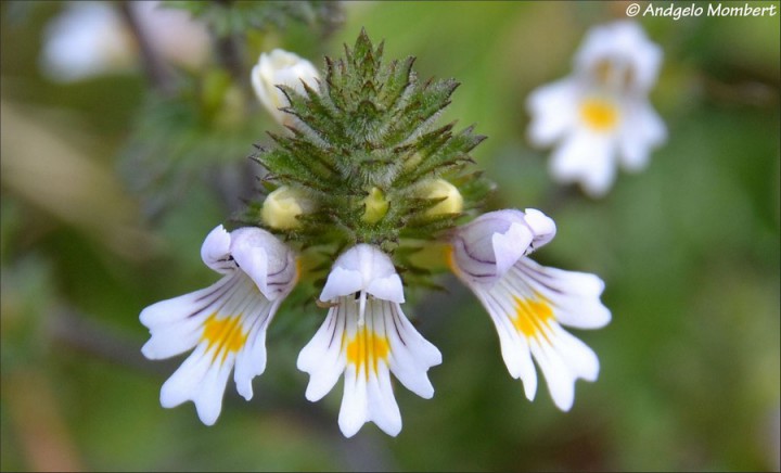 Euphrasia Euphrasia officinalis subsp. rostkoviana 3 (06-08-2015).jpg