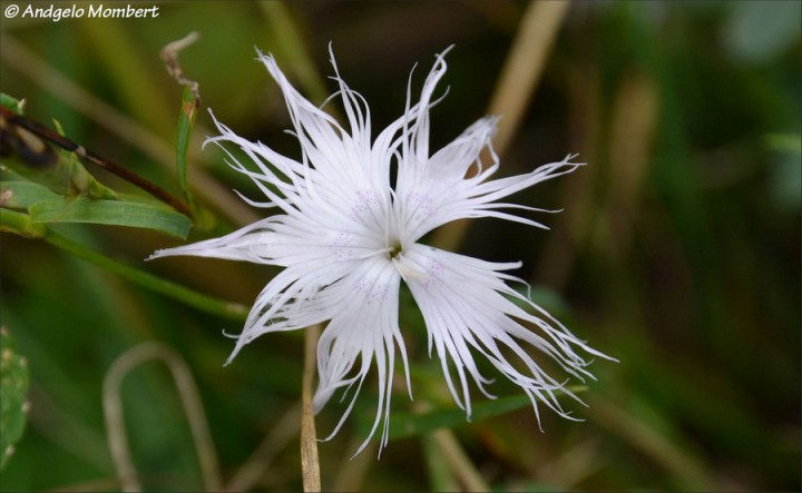 Dianthus hyssopifolius 2 (09-08-2015).jpg