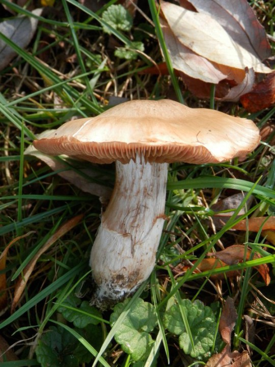 Cortinarius 38.JPG