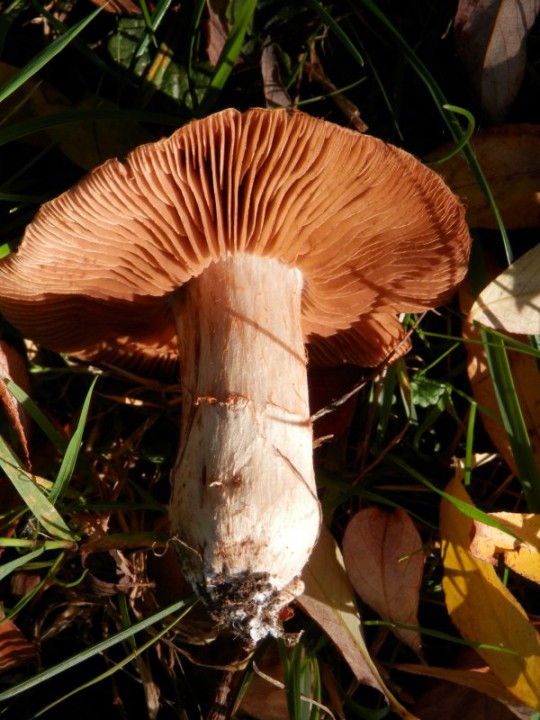 Cortinarius 39.JPG