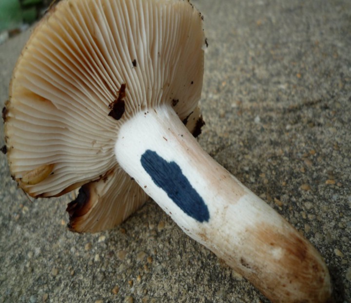 copie de L1170416.JPG