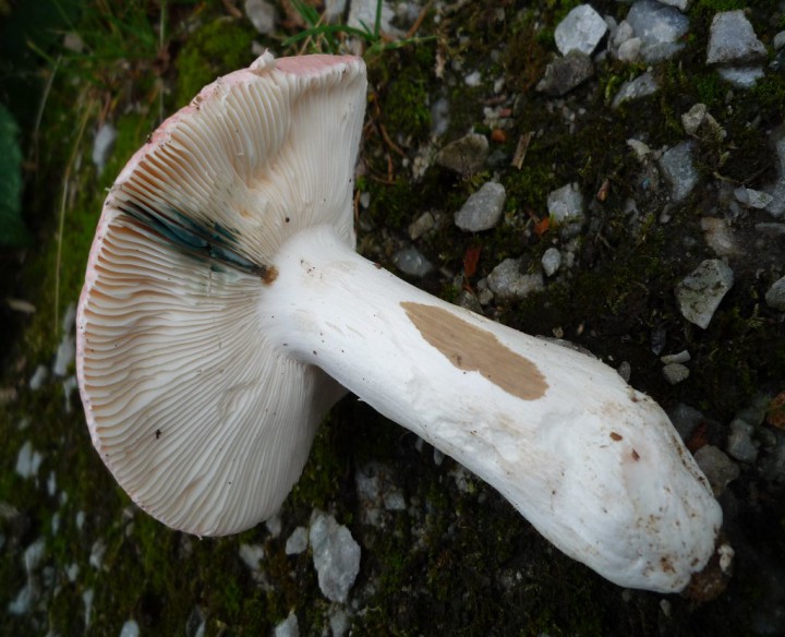 copie de L1170447.JPG