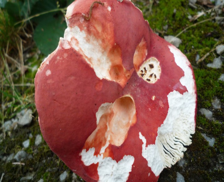 copie de L1170455.JPG