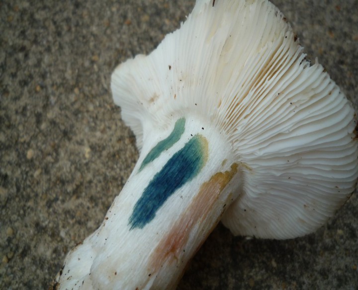 copie de L1170493.JPG
