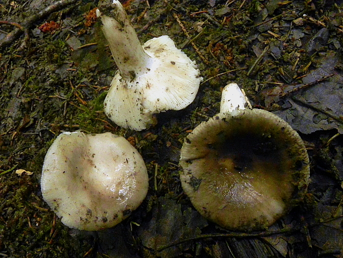 DSCN8783b.JPG