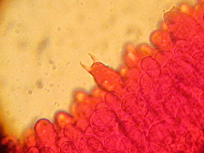 Serait-elle bisporique ?