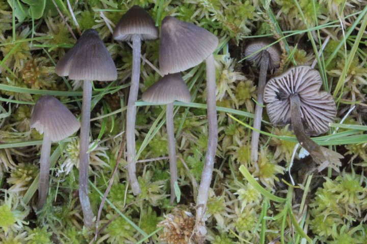 Entoloma sp1.JPG