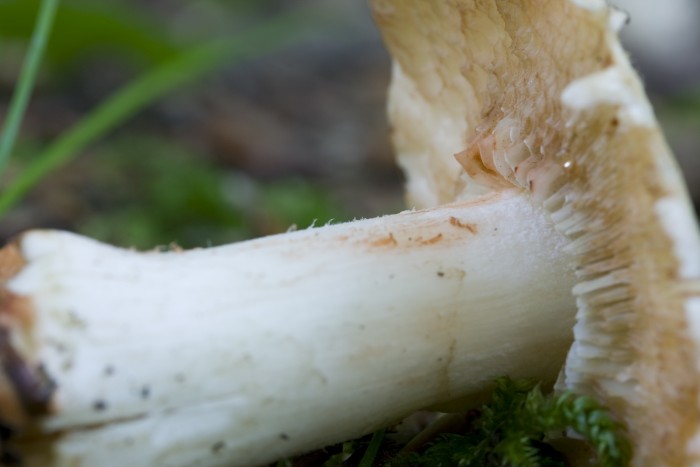 080621_inocybe_patouilardii_4.jpg