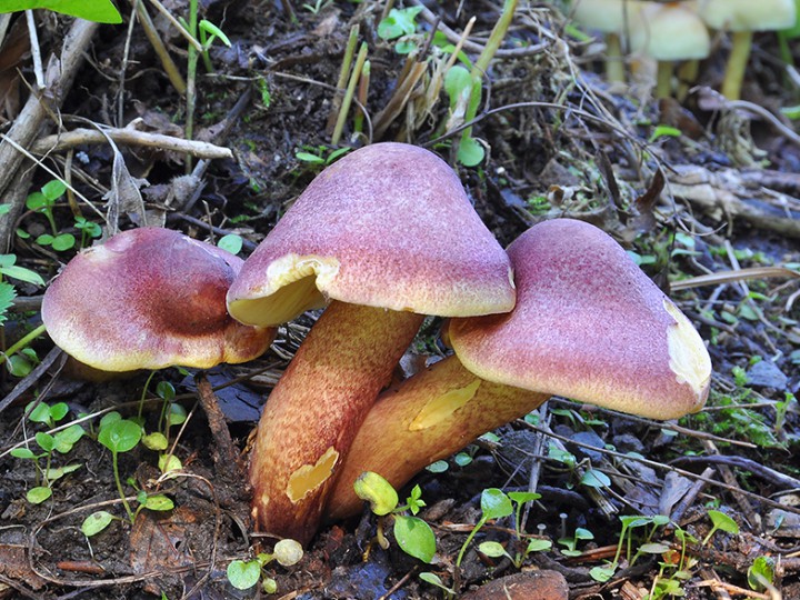 Tricholomopsis_rutilans_3.jpg
